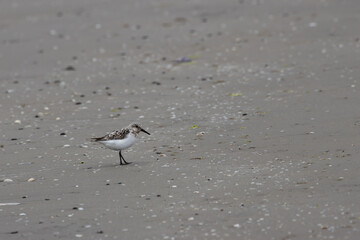 Sanderling (Calidris alba), common on sandy beaches and coastal areas, spotted on Bull Island, Dublin