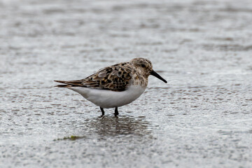 Sanderling (Calidris alba), common on sandy beaches and coastal areas, spotted on Bull Island, Dublin