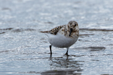 Sanderling (Calidris alba), common on sandy beaches and coastal areas, spotted on Bull Island, Dublin