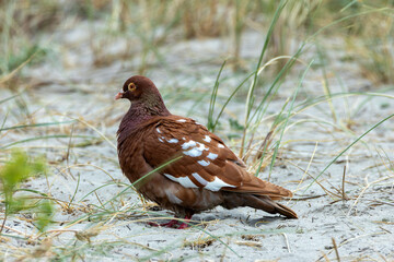 Rock Pigeon (Columba livia), common in urban areas and coastal regions worldwide, including Dublin