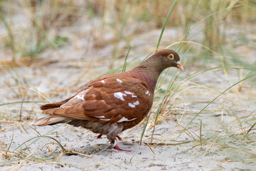 Rock Pigeon (Columba livia), common in urban areas and coastal regions worldwide, including Dublin