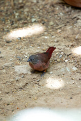 Red-billed Firefinch (Lagonosticta senegala), common in grasslands and savannas of Africa