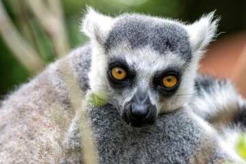 Obraz premium Ring-tailed Lemur (Lemur catta), common in dry forests and scrublands of Madagascar
