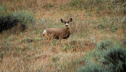 deer stag