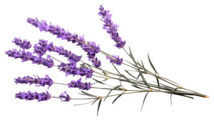 PNG Lavender branches flower plant white background.