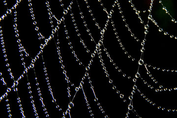 Bejeweled Spider Web