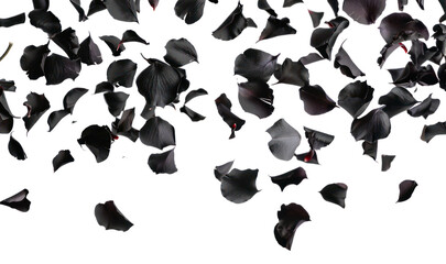 Black rose petals in motion
