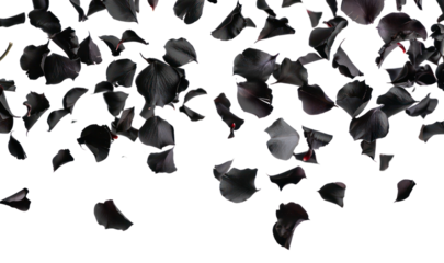 Black rose petals in motion