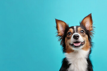 Fototapeta premium portrait of a dog isolated against blue background