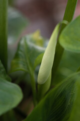 Image of an unopened flower of the Zantedeschia aethiopica plant