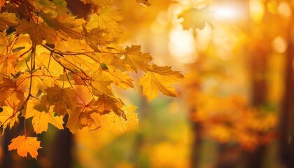 Foliage in the park. Autumn fall leaves of maple trees. Autumn fall leaves in sunlight. 