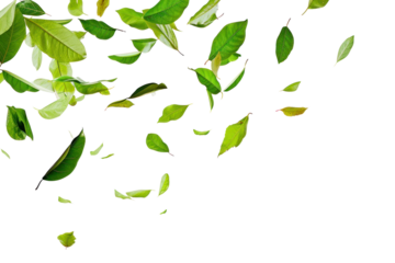 PNG  Green leaves falling backgrounds plant leaf.
