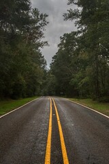 Fototapeta premium road in the forest