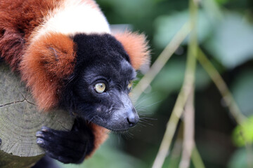 Red Vari lemur (Varecia rubra) close up