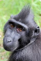 Crested Macaque (Macaca Nigra) close up