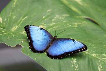 Morpho menelaus beautiful butterfly close up