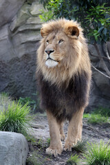 Lion (Panthera Leo) in nature habitat