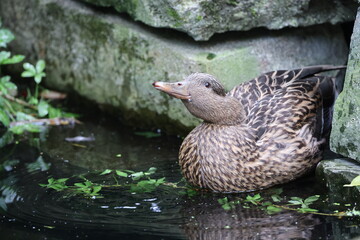 Fototapeta premium mallard in the pond close up