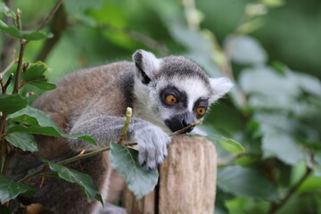 Ring-tailed lemur (lemur catta)