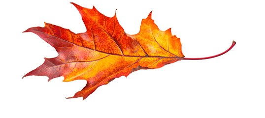 Obraz premium autumn maple leaf