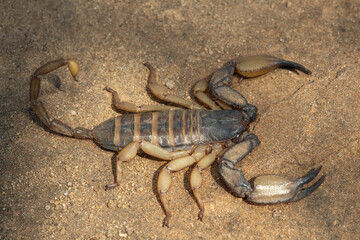 A large flat rock scorpion (Hadogenes trichiurus pallidus)  in the wild
