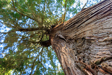 Looking up along a tree trunk to top of red cedar tree with blue sky above.