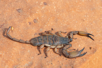 A large flat rock scorpion (Hadogenes trichiurus pallidus) on a rock in the wild