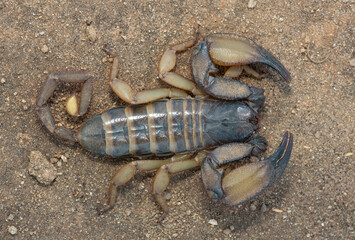 Above photograph of a beautiful flat rock scorpion (Hadogenes trichiurus pallidus) 