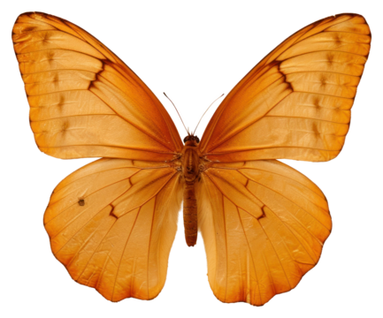 PNG  Real pressed butterfly field flower animal insect moth.