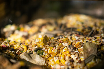 bird food