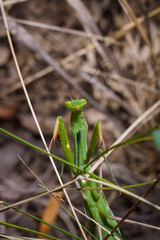 Big green young European mantis or mantis religiosa sitting on branch. Insects and flora. Soft focused macro shot