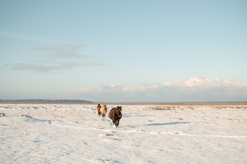 Semi-wild konik polski horses at Engure Lake Nature Park, Latvia on sunny and snowy winter day. © Julija