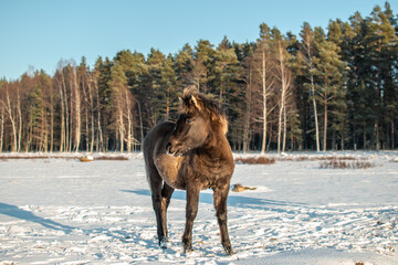 A foal of semi-wild konik polski horse at Engure Lake Nature Park, Latvia on sunny and snowy winter day. © Julija