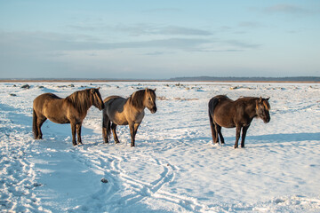 Semi-wild konik polski horse with her foal at Engure Lake Nature Park, Latvia on sunny winter day © Julija