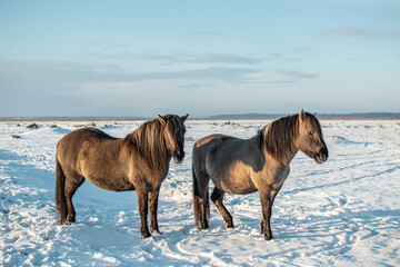 Semi-wild konik polski horse with her foal at Engure Lake Nature Park, Latvia on sunny winter day © Julija