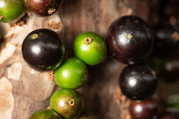 Jaboticaba, a fruit-laden jaboticab tree in springtime in Brazil, selective focus.