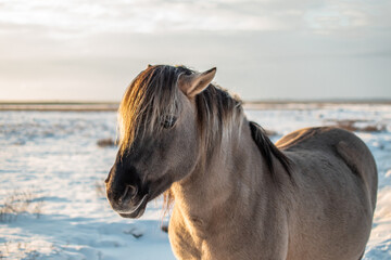 Portrait of semi-wild konik polski horse at Engure Lake Nature Park, Latvia on sunny winter day © Julija