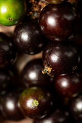 Jaboticaba, a fruit-laden jaboticab tree in springtime in Brazil, selective focus.