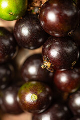 Jaboticaba, a fruit-laden jaboticab tree in springtime in Brazil, selective focus.