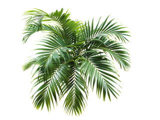Lush green palm fronds isolated on transparent background.