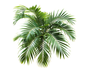 Lush green palm fronds isolated on transparent background.