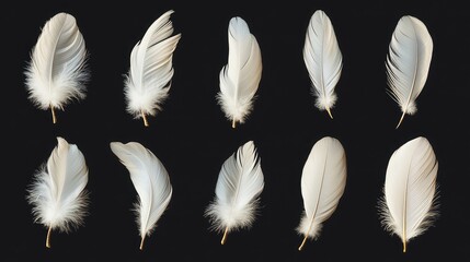High-Resolution Image of Isolated Goose or Swan Quill Set with Golden Feathers, Realistic Falling Fluffy Bird Plume