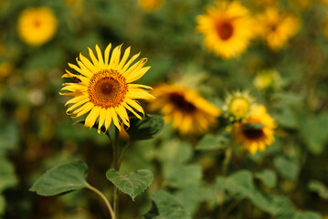 Field of blooming decorative sunflowers on a sunny day. Sunflowers in the open air