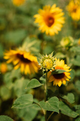 Field of blooming decorative sunflowers on a sunny day. Sunflowers in the open air