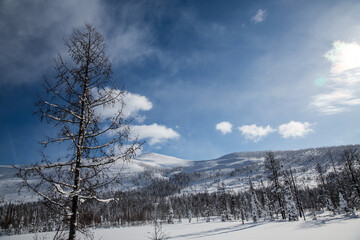 Obraz premium A snowy landscape with tall trees and mountains in the background