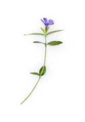 periwinkle flower with shadow isolated on transparent background