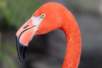 close up of flamingo