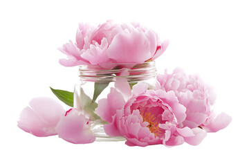 pink peony flowers