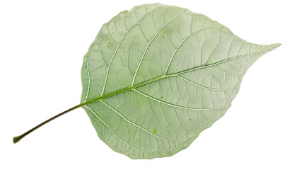 photo of a transparent green aspen leaf, isolated on a clean white background
