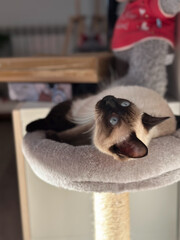 Graceful siamese cat relaxing on a plush pet perch. Tranquility of a pet's leisure time in warmth of a peaceful home setting. Purebred cat concept